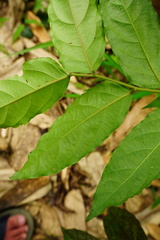 Glochidion lanceolatum