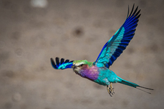 Lilac-Breasted Roller photo 6