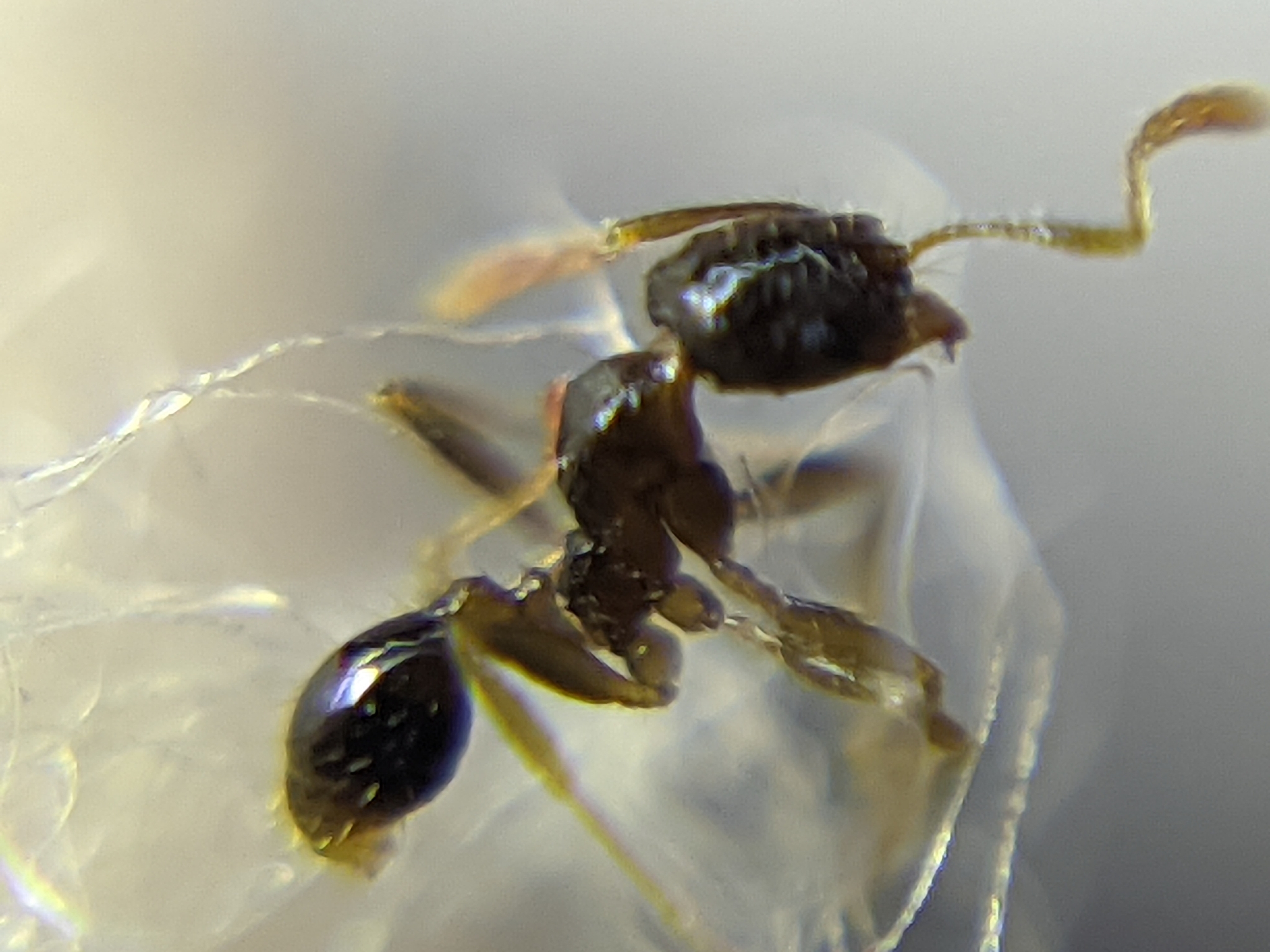 Pheidole watsoni