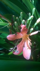 Clivia miniata miniata