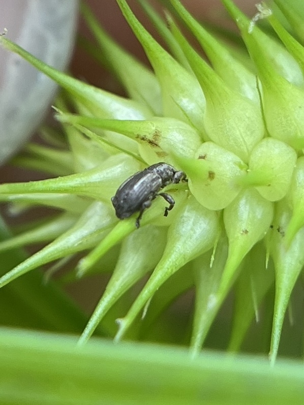 Brachybamus electus