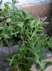 Pachyphytum brevifolium
