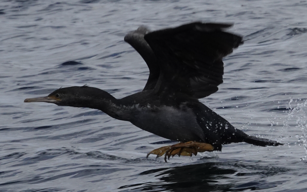 Spotted Shag from Southland, New Zealand on April 12, 2024 at 12:17 PM ...