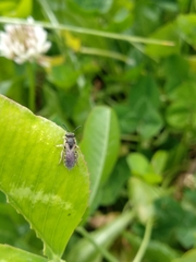 Anthophila