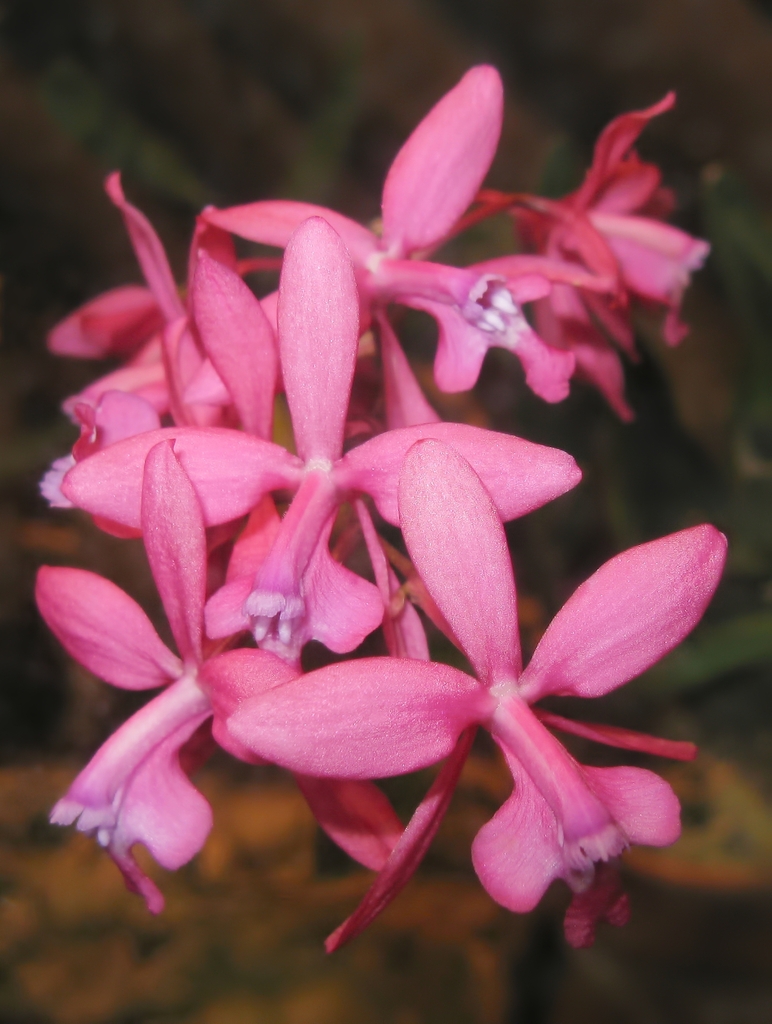 Oncidium vulcanicum