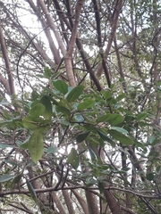 Ficus