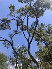 Dalbergia miscolobium