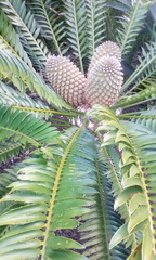 Encephalartos altensteinii