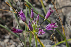 Allium peninsulare