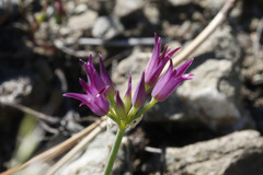 Allium peninsulare