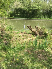 Ardea cinerea