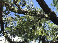 Dalbergia miscolobium