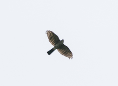 Accipiter virgatus