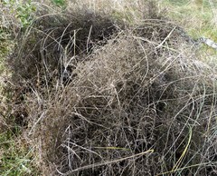 Clematis quadribracteolata