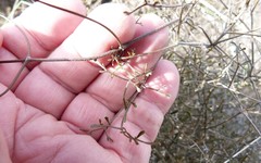 Clematis quadribracteolata