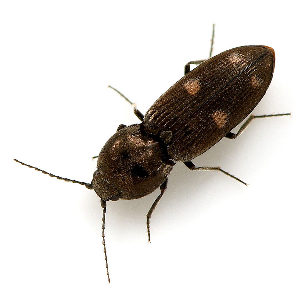 Paracardiophorus fenestratus