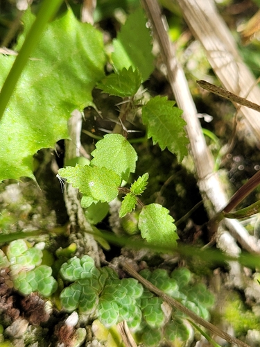 Image of Urtica perconfusa by (c) Julia Palmer, some rights reserved (CC BY)