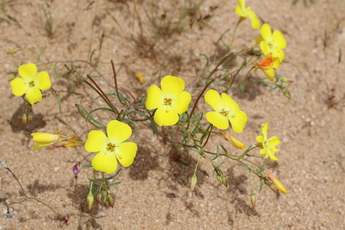 Image of Camissonia campestris by (c) Cricket Raspet, some rights reserved (CC BY)