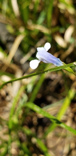 Image of Lindernia monticola by (c) Stephan Eselgroth, some rights reserved (CC BY-SA)