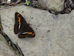 Adelpha olynthia