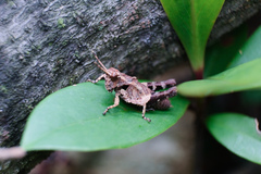 Trilophidia annulata