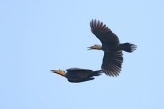 Great Slaty Woodpecker photo 3
