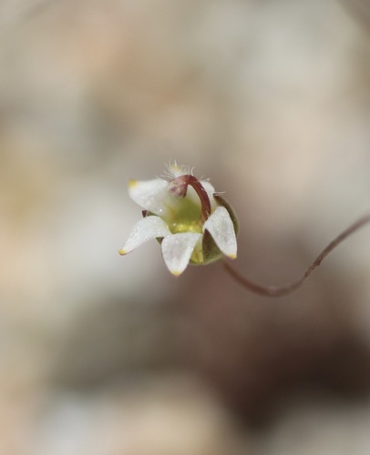 Image of Nemacladus eastwoodiae by (c) Cricket Raspet, some rights reserved (CC BY)