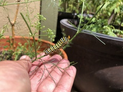 Ptilimnium capillaceum