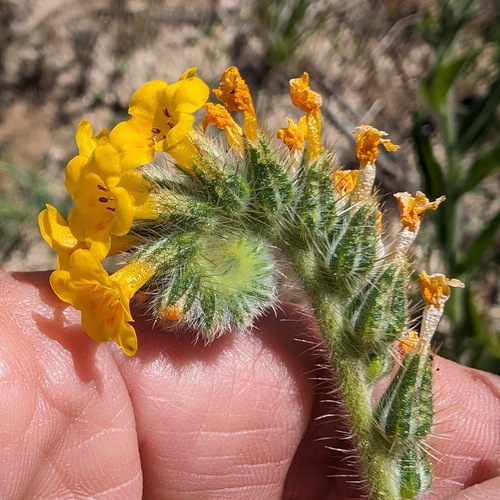 Common Fiddleneck