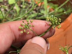 Ptilimnium capillaceum