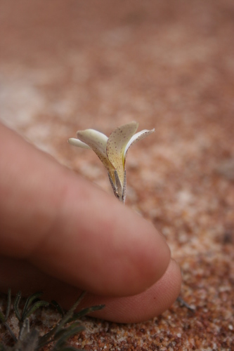 Image of Silverleaf Sorrel (Oxalis argyrophylla) by (c) Jacques van der Merwe, some rights reserved (CC BY-SA)