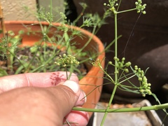 Ptilimnium capillaceum