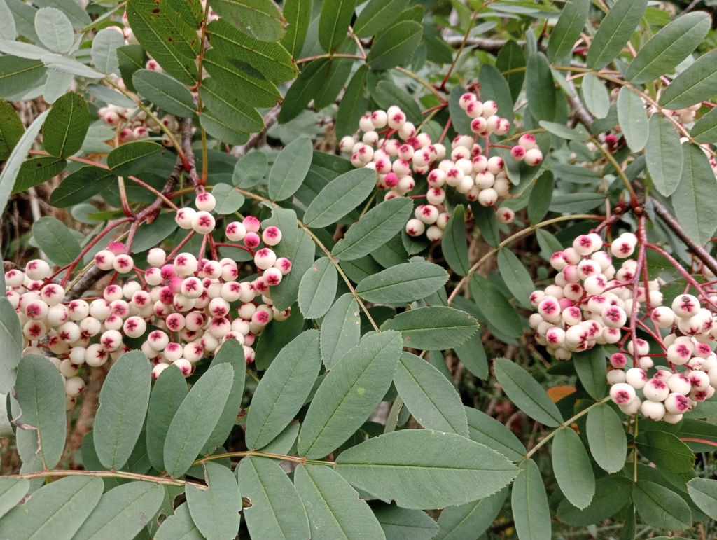 Sorbus hupehensis (Sorbus hupehensis)