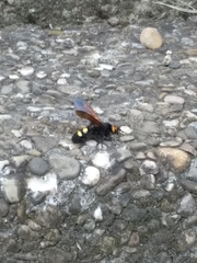 Megascolia maculata flavifrons