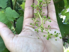 Ptilimnium capillaceum