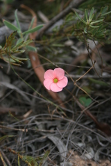 Oxalis eckloniana