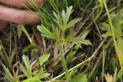 Anemone cylindrica