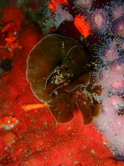 Exallosorus harveyanus