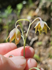 Fritillaria micrantha