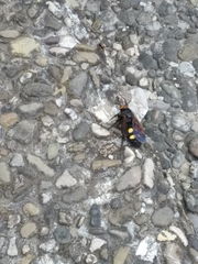 Megascolia maculata flavifrons