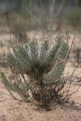 Serruria brownii