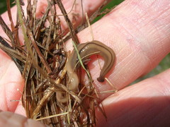 Bipalium pennsylvanicum