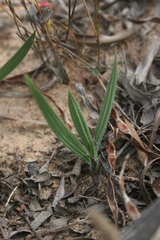 Babiana blanda