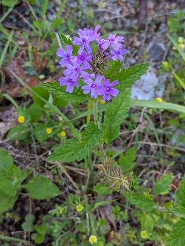 Verbena canadensis