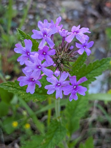 Verbena canadensis