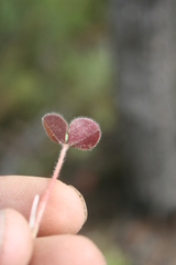 Oxalis eckloniana