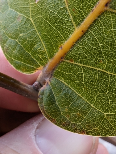 Quercus jonesii