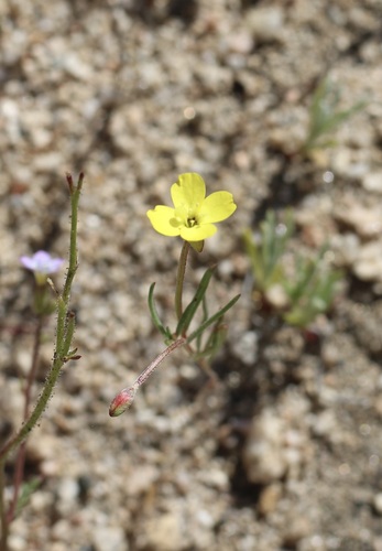 Image of Camissonia integrifolia by (c) Cricket Raspet, some rights reserved (CC BY)