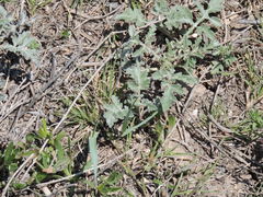 Ambrosia grayi