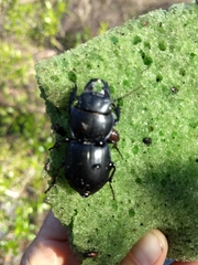 Pasimachus marginatus